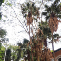 Farinha-seca