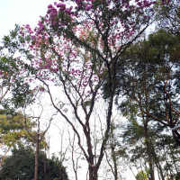 Ipê-roxo