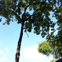 Jenipapo