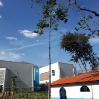 Jenipapo