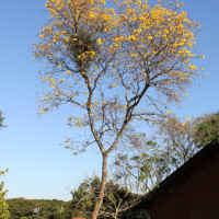 Ipê-amarelo