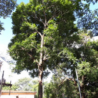 Cedro