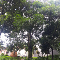 Mangueira