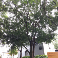 Ficus