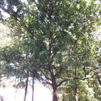 Marinheiro