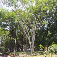 Farinha-seca