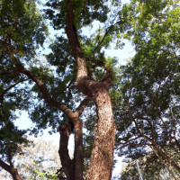 Guarucaia