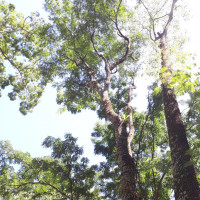 Tipuana