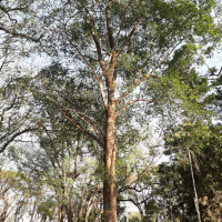 Ficus