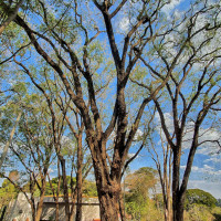 Tipuana