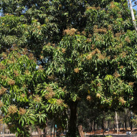 Mangueira