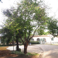 Jabuticabarana