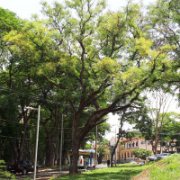 Tipuana