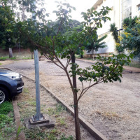 Ipê-amarelo