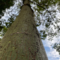 Castanheira-do-Maranhão