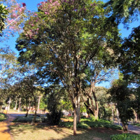 Ipê-roxo