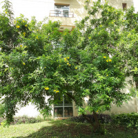 Ipê-de-jardim