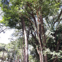 Farinha-seca
