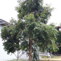 Jambolão