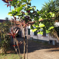 Mulungu