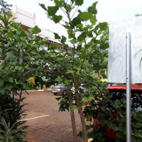 Mulungu