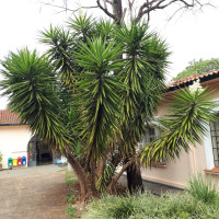 Iuca