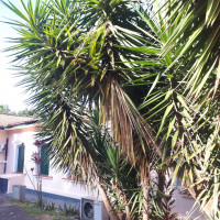 Iuca