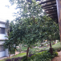 Goiabeira