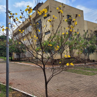 Ipê-amarelo