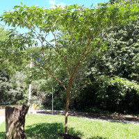 Jurubeba