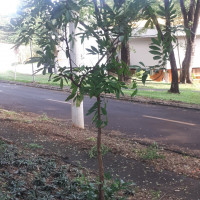 Marinheiro