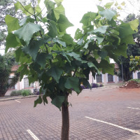 Mulungu