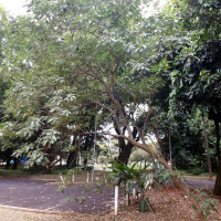 Jurubeba