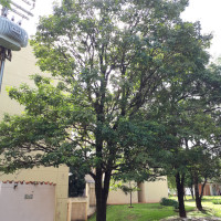 Ipê-branco