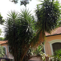 Iuca