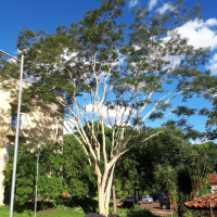 Farinha-seca