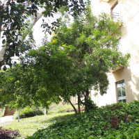 Ipê-de-jardim
