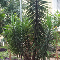 Iuca