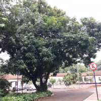Mangueira