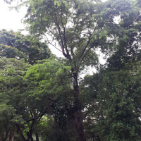 Jacarandá-da-Bahia