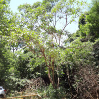 Jurubeba