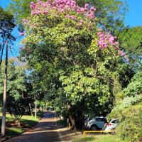 Ipê-roxo