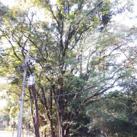 Tipuana