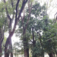 Tipuana