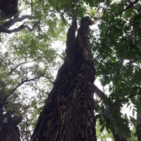 Tipuana