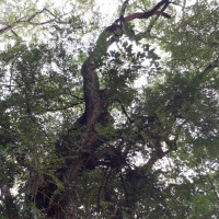 Tipuana