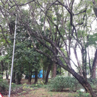Madre-cacau