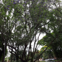 Jacarandá-mimoso