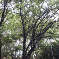 Madre-cacau