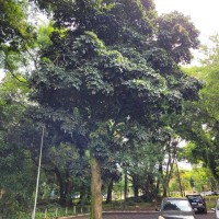 Manguba